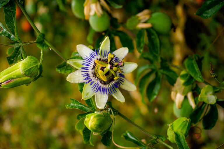 Lire la suite à propos de l’article 5 Plantes Anti-Stress pour Retrouver la Sérénité